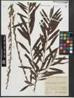 Foto von Salix purpurea L. x Salix viminalis L.